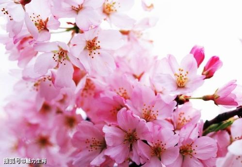 版本桃花,实地调研解释定义-静态版1_v5.781