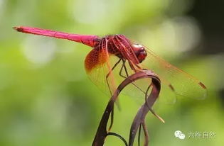 官方下载红蜻蜓或冒泡网游12年版本,现状解析说明_顶级版_v1.105