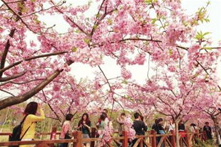 樱花旧版本和金山影霸官方下载,专业执行方案 bundle_v10.329