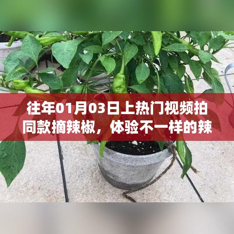 摘辣椒热门视频同款体验之旅，独特的辣椒之旅