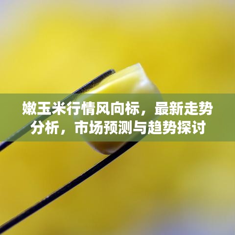 嫩玉米行情风向标，最新走势分析，市场预测与趋势探讨
