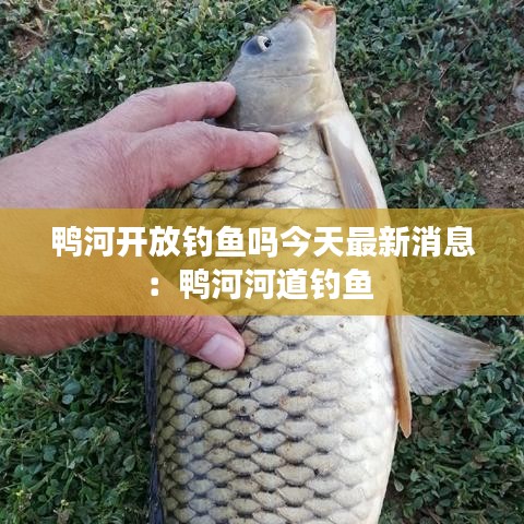 鸭河开放钓鱼吗今天最新消息：鸭河河道钓鱼 