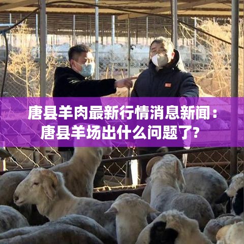 唐县羊肉最新行情消息新闻：唐县羊场出什么问题了? 
