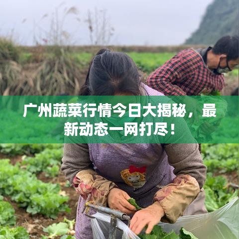 广州蔬菜行情今日大揭秘，最新动态一网打尽！