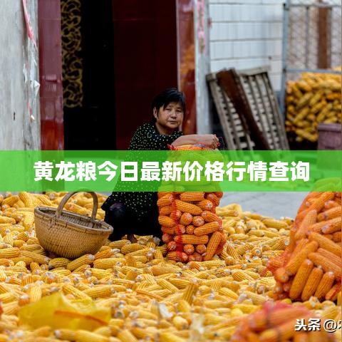 黄龙粮今日最新价格行情查询