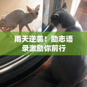 雨天逆袭！励志语录激励你前行
