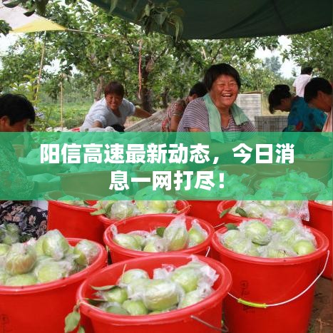 阳信高速最新动态，今日消息一网打尽！