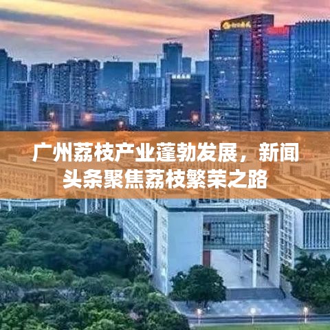 广州荔枝产业蓬勃发展，新闻头条聚焦荔枝繁荣之路