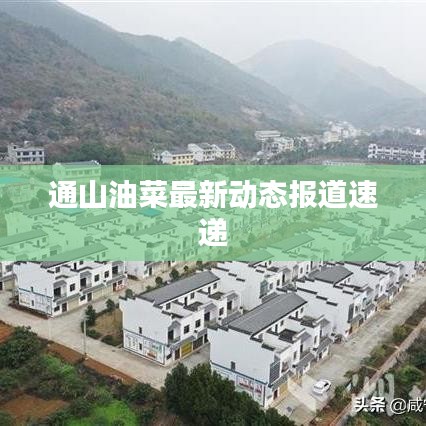 通山油菜最新动态报道速递