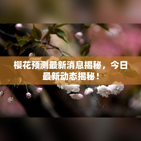 樱花预测最新消息揭秘，今日最新动态揭秘！