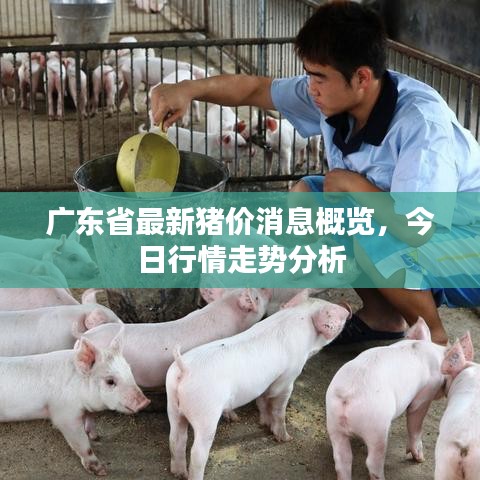 广东省最新猪价消息概览，今日行情走势分析