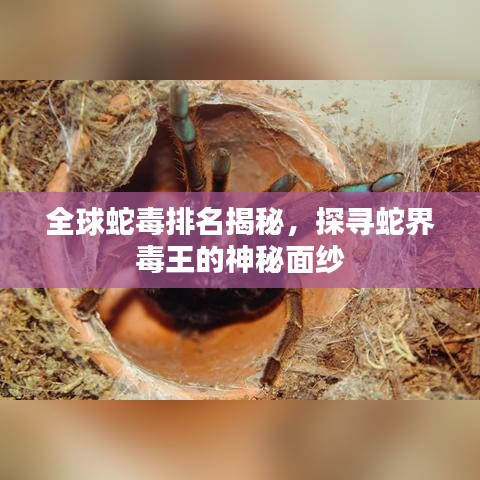 全球蛇毒排名揭秘，探寻蛇界毒王的神秘面纱