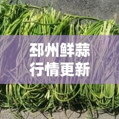 邳州鲜蒜行情更新，最新价格一网打尽！