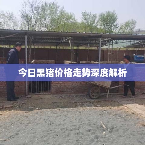 今日黑猪价格走势深度解析