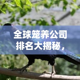 全球笼养公司排名大揭秘，谁是行业领军者？