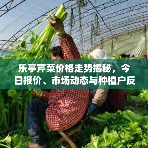 乐亭芹菜价格走势揭秘，今日报价、市场动态与种植户反馈
