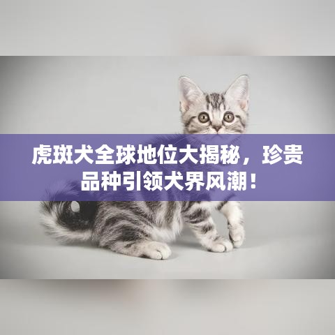 虎斑犬全球地位大揭秘，珍贵品种引领犬界风潮！