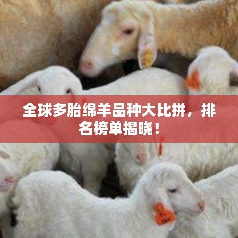 全球多胎绵羊品种大比拼，排名榜单揭晓！