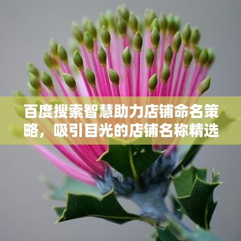 百度搜索智慧助力店铺命名策略，吸引目光的店铺名称精选