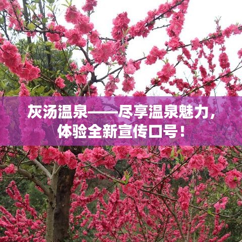 灰汤温泉——尽享温泉魅力，体验全新宣传口号！