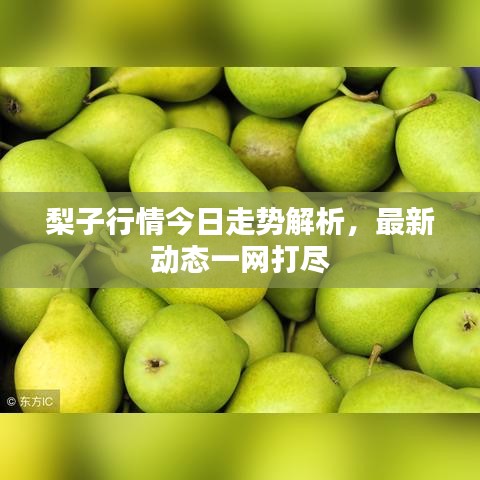 梨子行情今日走势解析，最新动态一网打尽