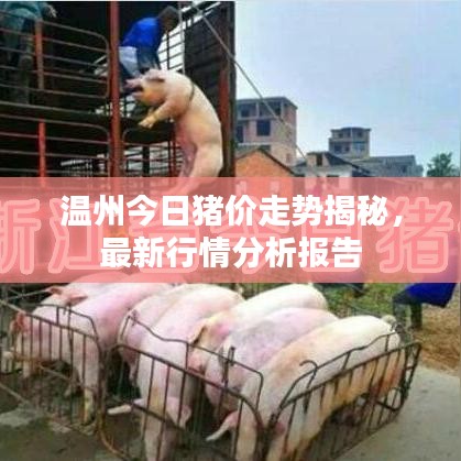 温州今日猪价走势揭秘，最新行情分析报告