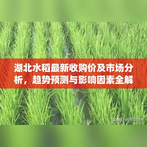 湖北水稻最新收购价及市场分析，趋势预测与影响因素全解析