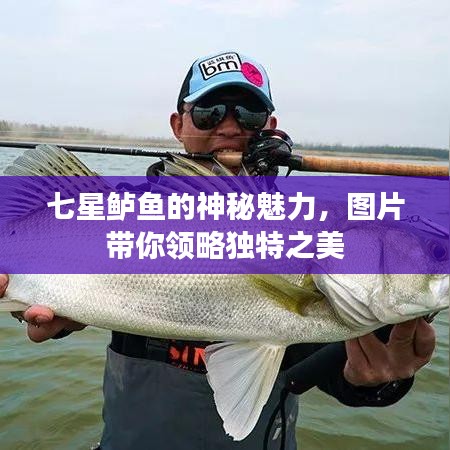 七星鲈鱼的神秘魅力，图片带你领略独特之美