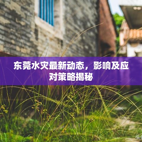 东莞水灾最新动态，影响及应对策略揭秘