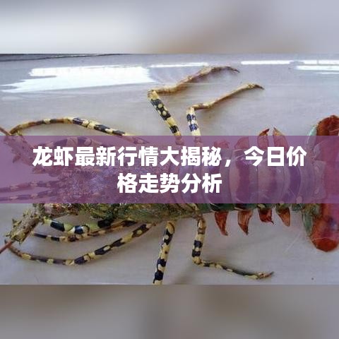 云龙井蛙