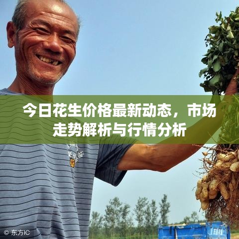 今日花生价格最新动态，市场走势解析与行情分析