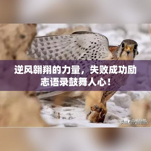 逆风翱翔的力量，失败成功励志语录鼓舞人心！