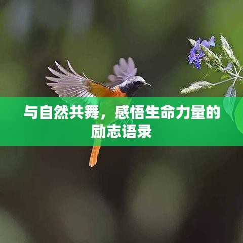 与自然共舞，感悟生命力量的励志语录