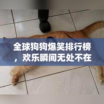 全球狗狗爆笑排行榜，欢乐瞬间无处不在！