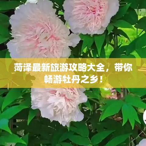 菏泽最新旅游攻略大全，带你畅游牡丹之乡！