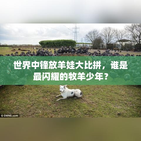 世界中锋放羊娃大比拼，谁是最闪耀的牧羊少年？