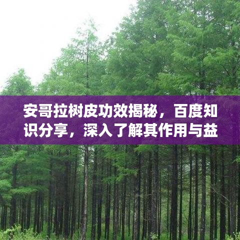 安哥拉树皮功效揭秘，百度知识分享，深入了解其作用与益处
