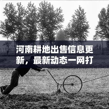 河南耕地出售信息更新，最新动态一网打尽