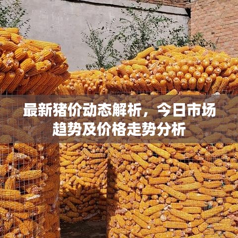 最新猪价动态解析，今日市场趋势及价格走势分析