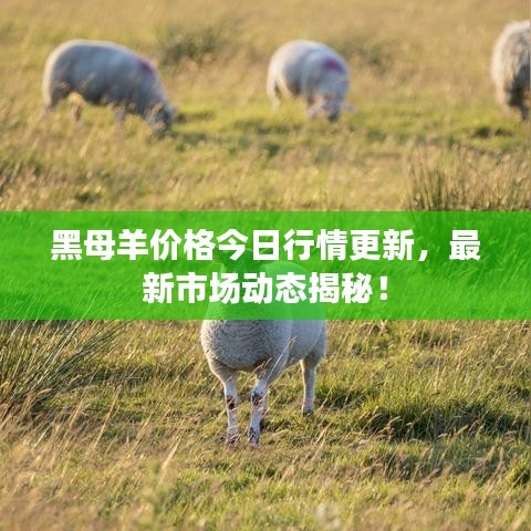 黑母羊价格今日行情更新，最新市场动态揭秘！