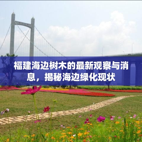 福建海边树木的最新观察与消息，揭秘海边绿化现状
