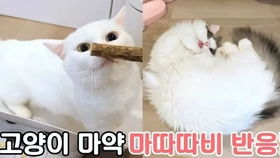 天都小将单机版同掌上猫咪官方下载,灵活设计解析方案&工具版_v1.750